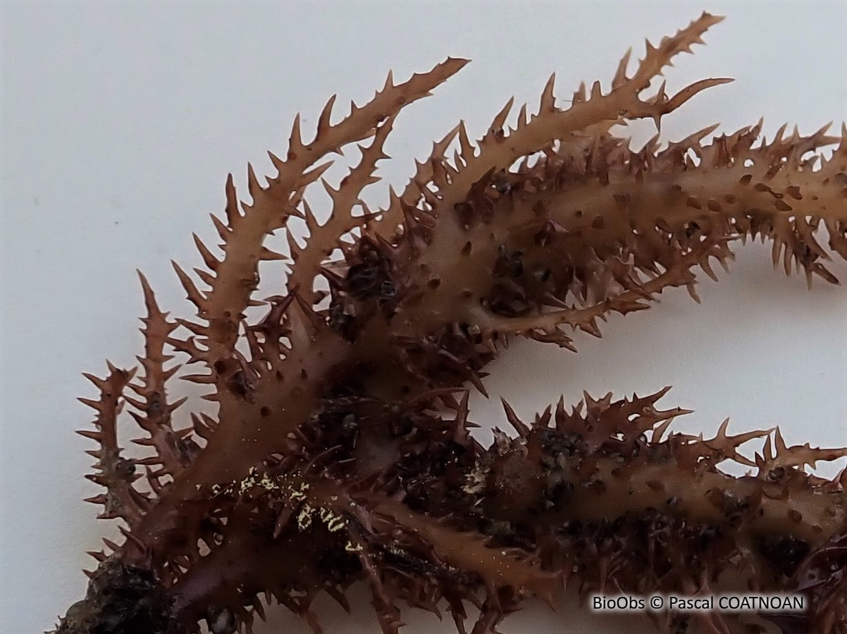 Mauru - Chondracanthus teedei - Pascal COATNOAN - BioObs