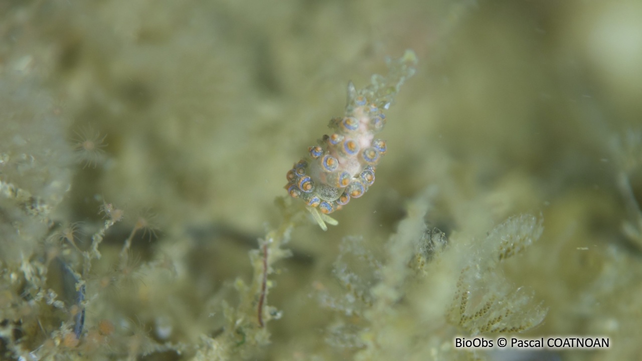 Trinchesie Bleue et Orange - Trinchesia cuanensis - Pascal COATNOAN - BioObs