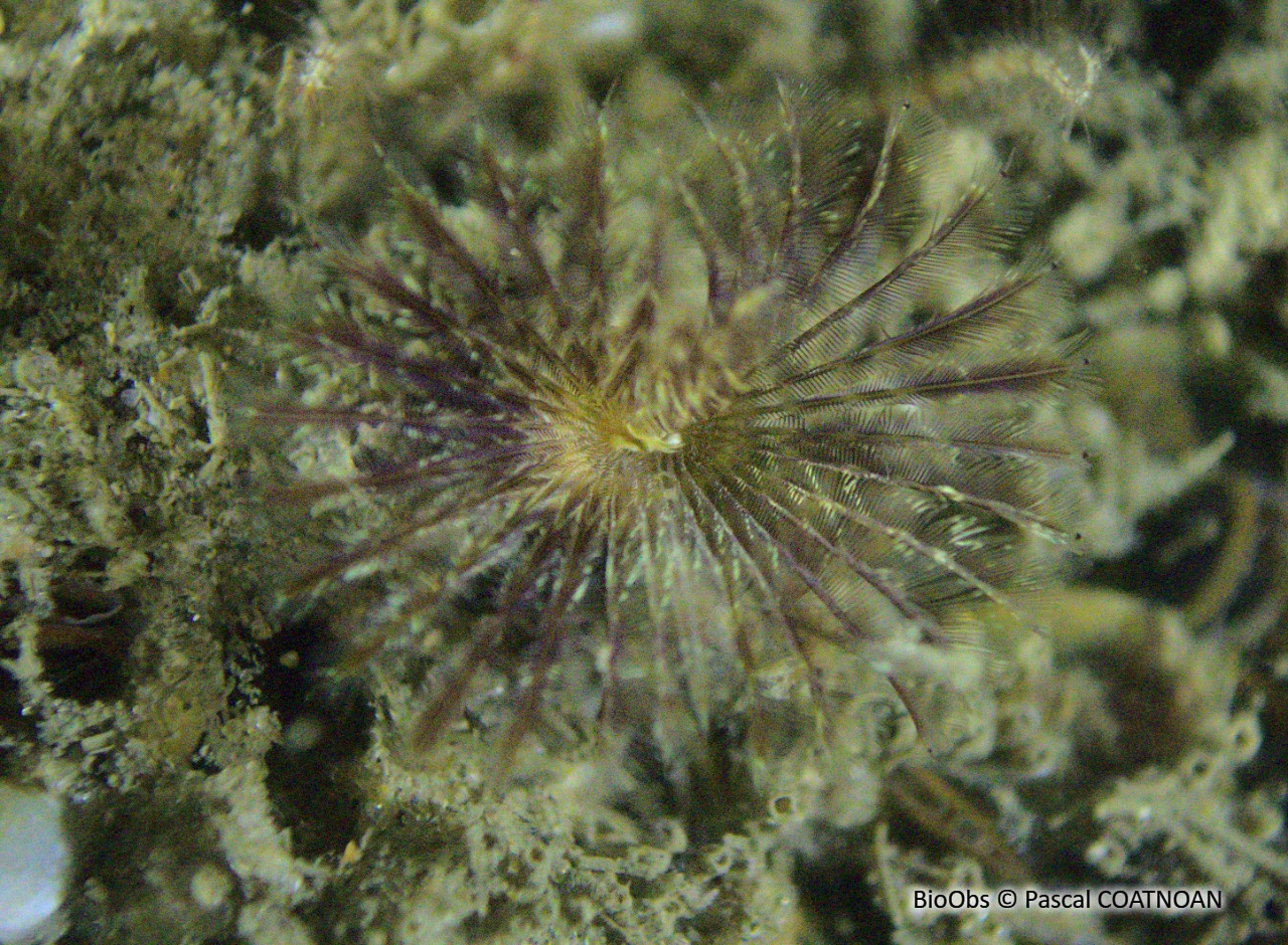 Petite sabelle - Sabella discifera - Pascal COATNOAN - BioObs