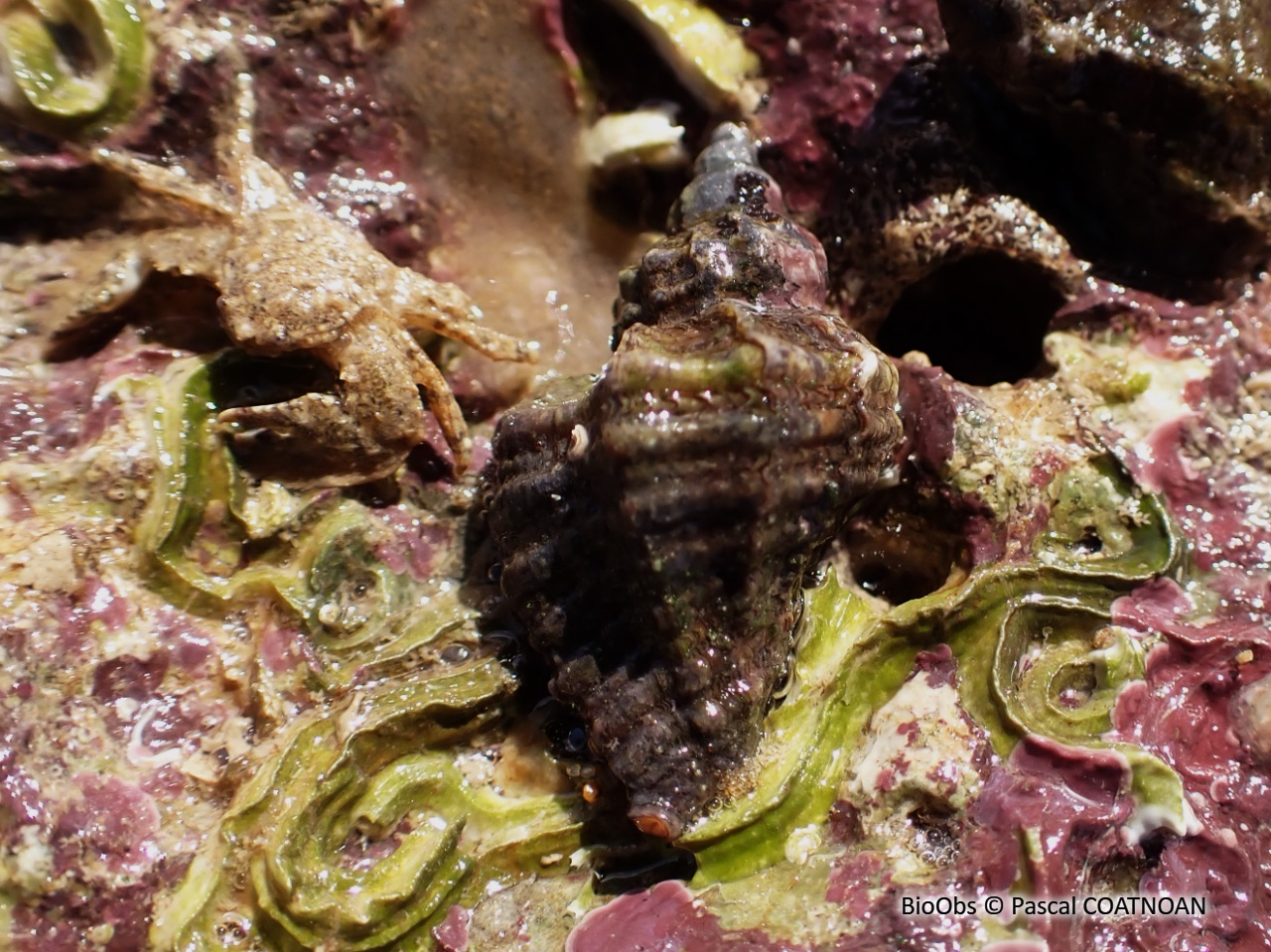 Cormaillot - Ocenebra erinaceus - Pascal COATNOAN - BioObs