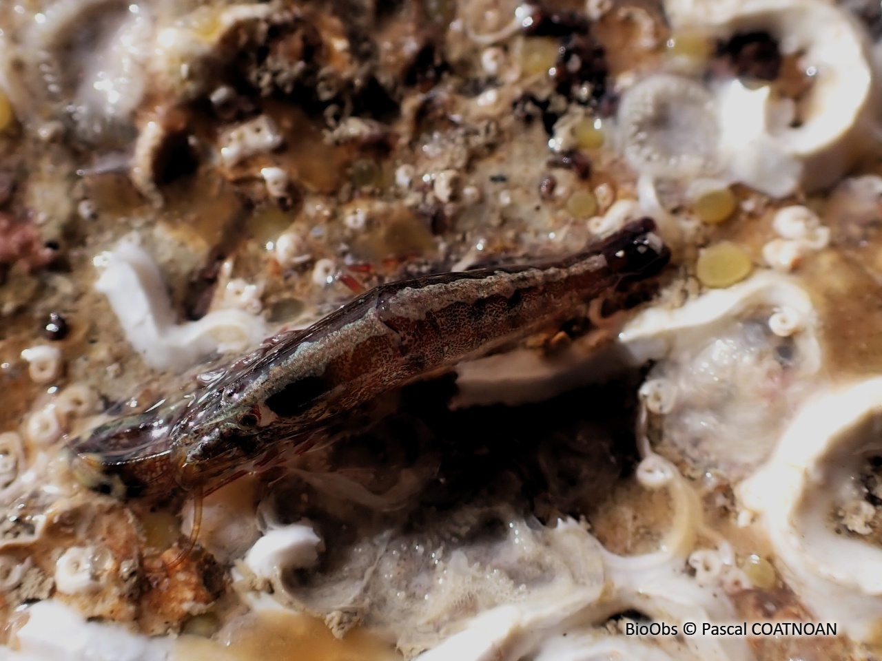 Crevette à capuchon - Athanas nitescens - Pascal COATNOAN - BioObs