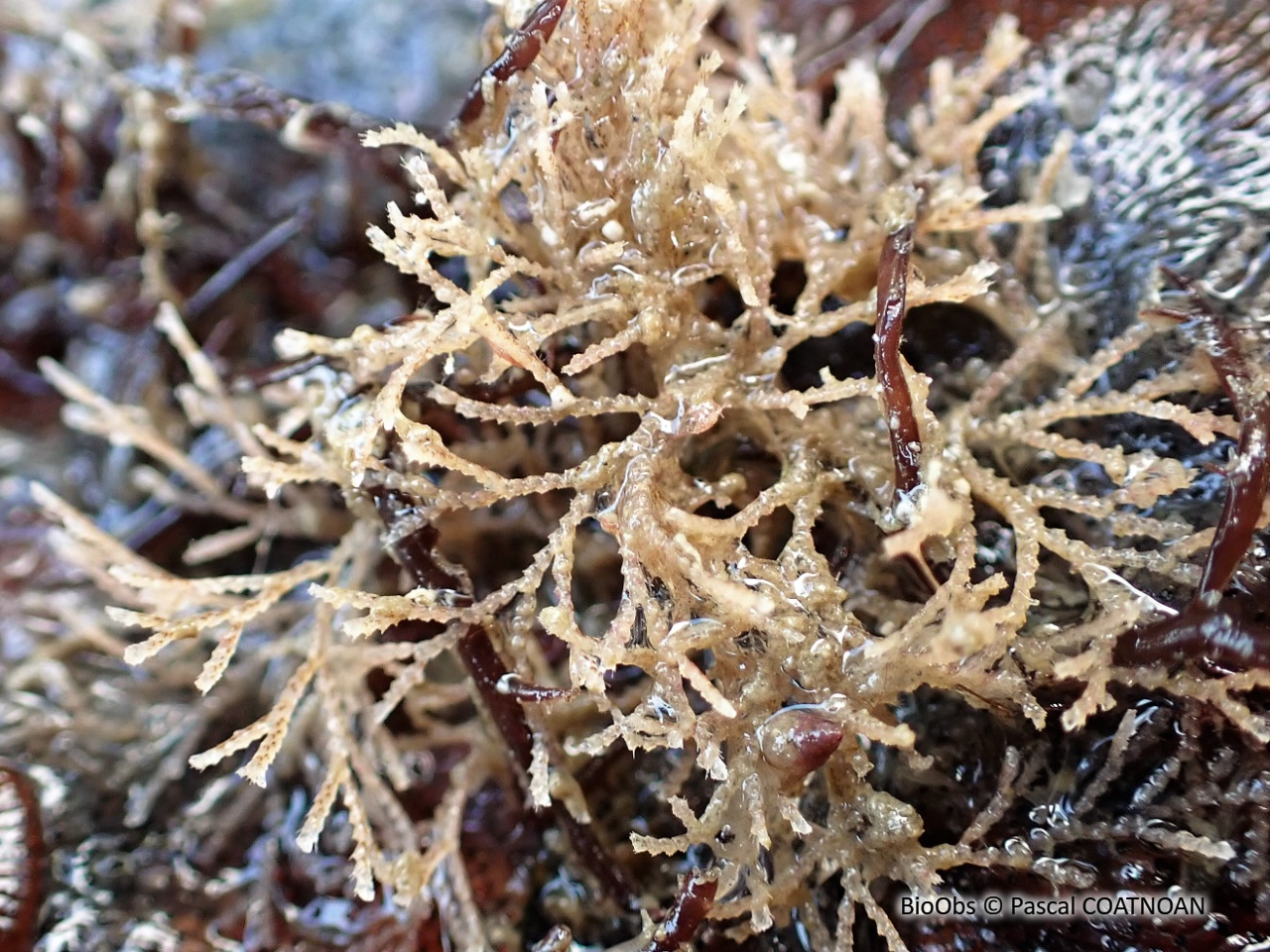 Scrupocellaria d'Europe - Scrupocellaria sp. - Pascal COATNOAN - BioObs