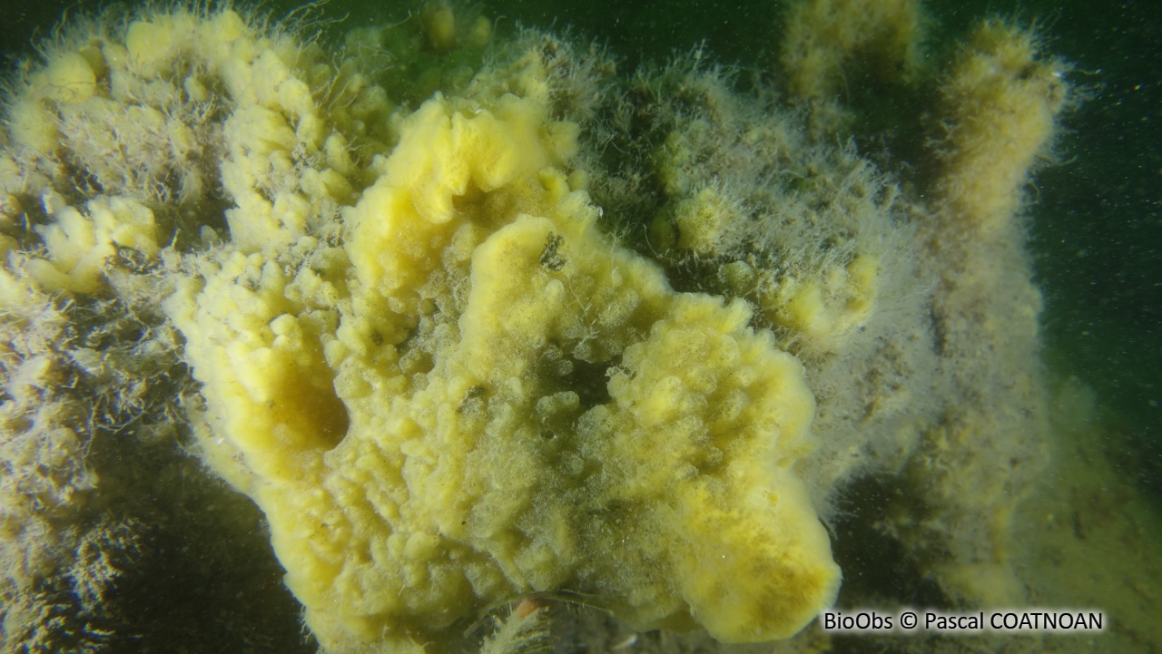 Eponge chinoise - Celtodoryx ciocalyptoides - Pascal COATNOAN - BioObs