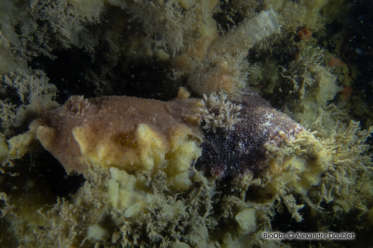 Geitodoris étoilé - Geitodoris planata - Alexandre Doublet - BioObs