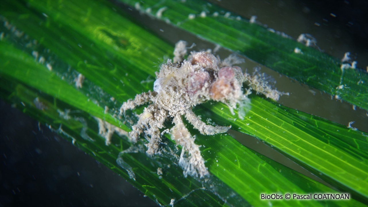 Pise armée - Pisa armata - Pascal COATNOAN - BioObs