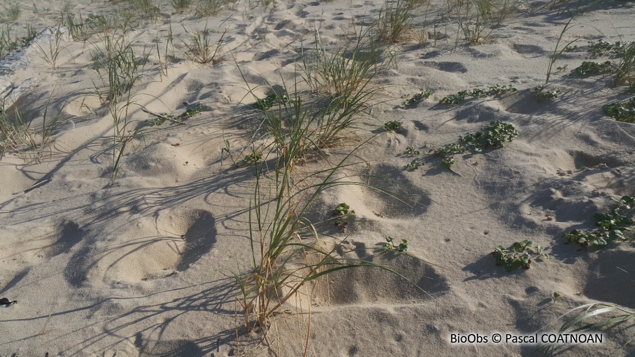 Agropyron, chiendent des sables - Elymus farctus - Pascal COATNOAN - BioObs