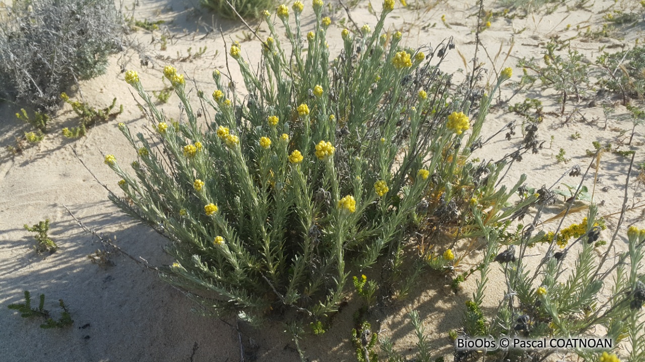 Immortelle des dunes - Helichrysum stoechas - Pascal COATNOAN - BioObs