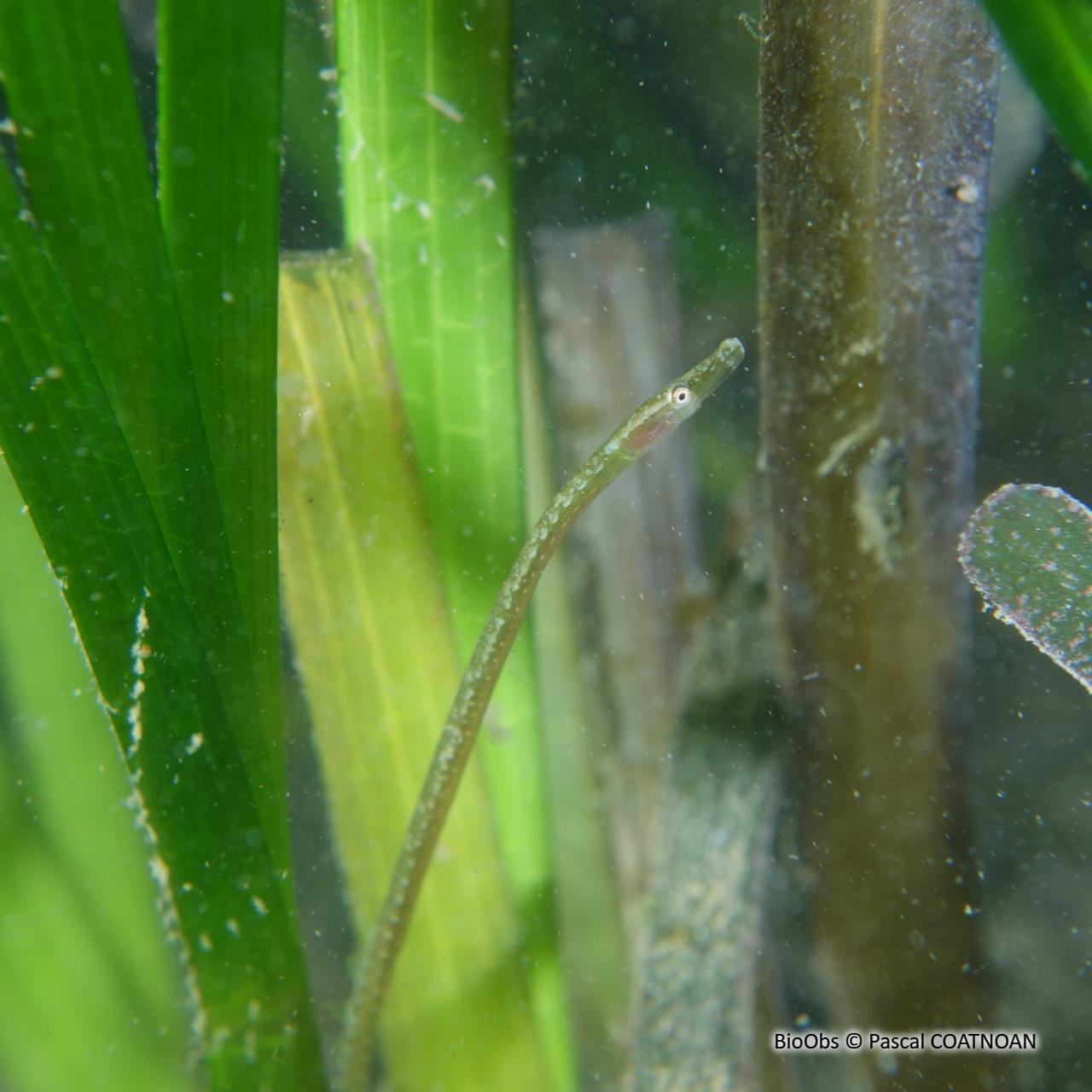 Nérophis à nez droit - Nerophis ophidion - Pascal COATNOAN - BioObs