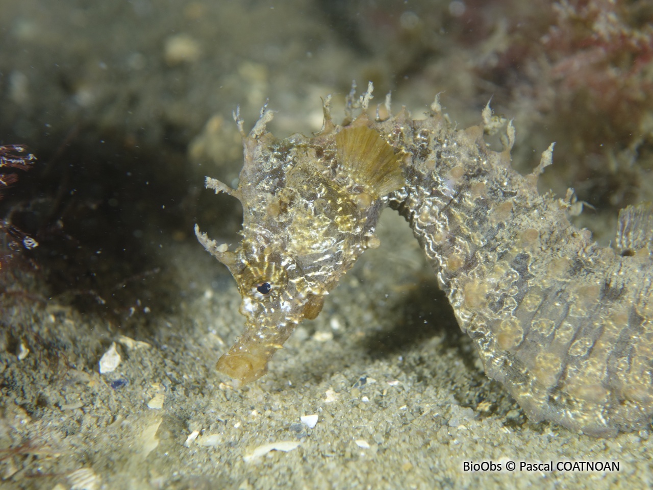 Hippocampe moucheté - Hippocampus guttulatus - Pascal COATNOAN - BioObs