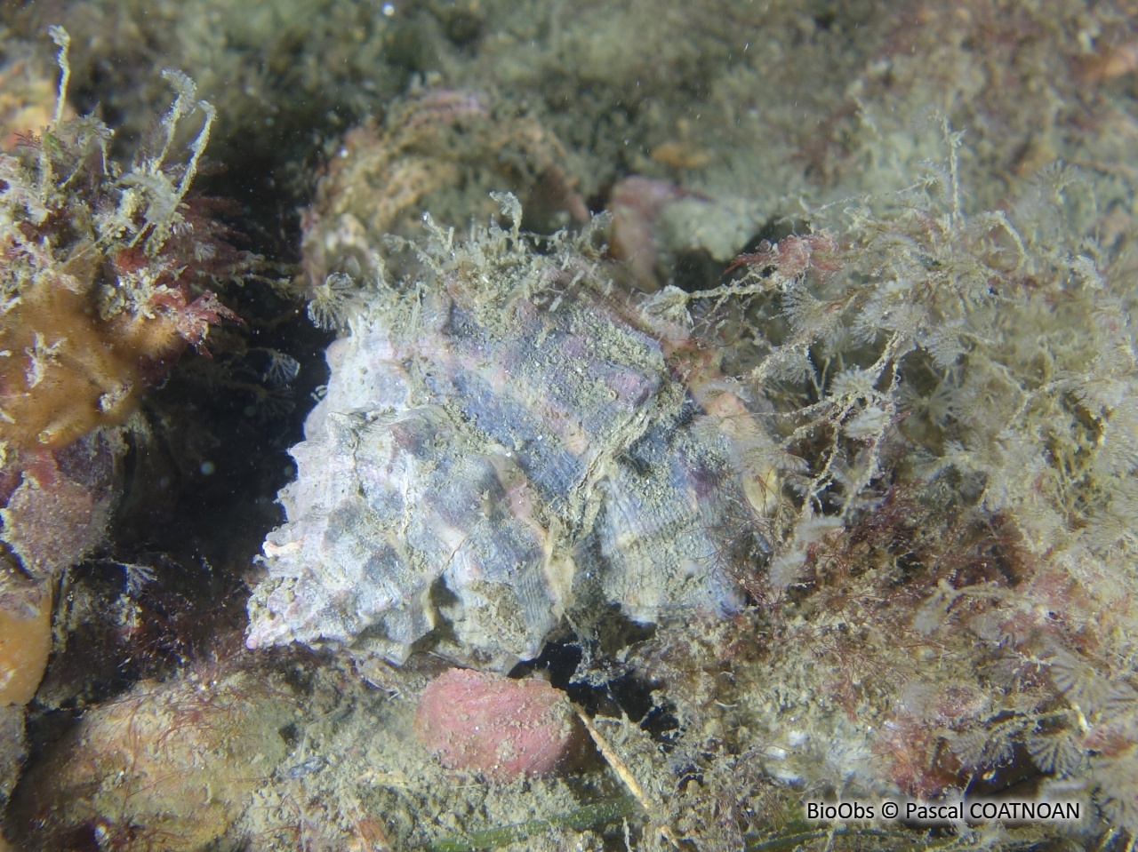 Rocher fascié - Hexaplex trunculus - Pascal COATNOAN - BioObs