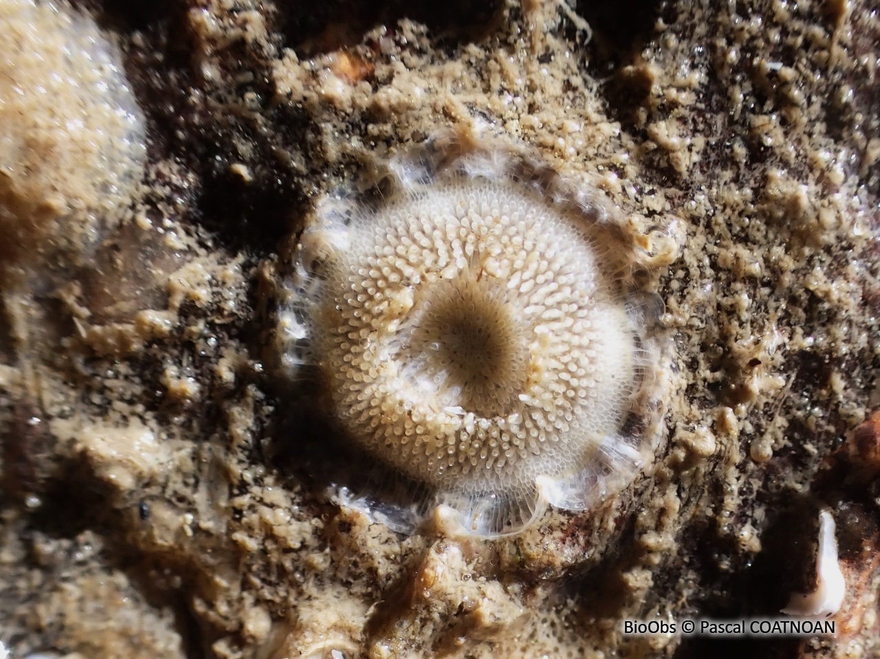 Plagioécie-assiette - Plagioecia patina - Pascal COATNOAN - BioObs