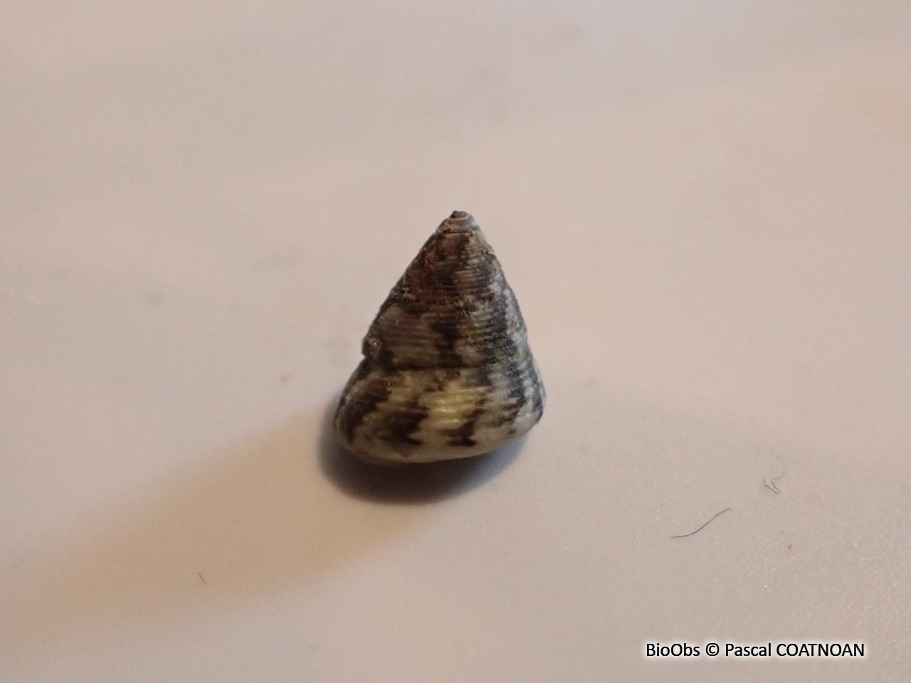 Troque jujube striée - Jujubinus striatus - Pascal COATNOAN - BioObs