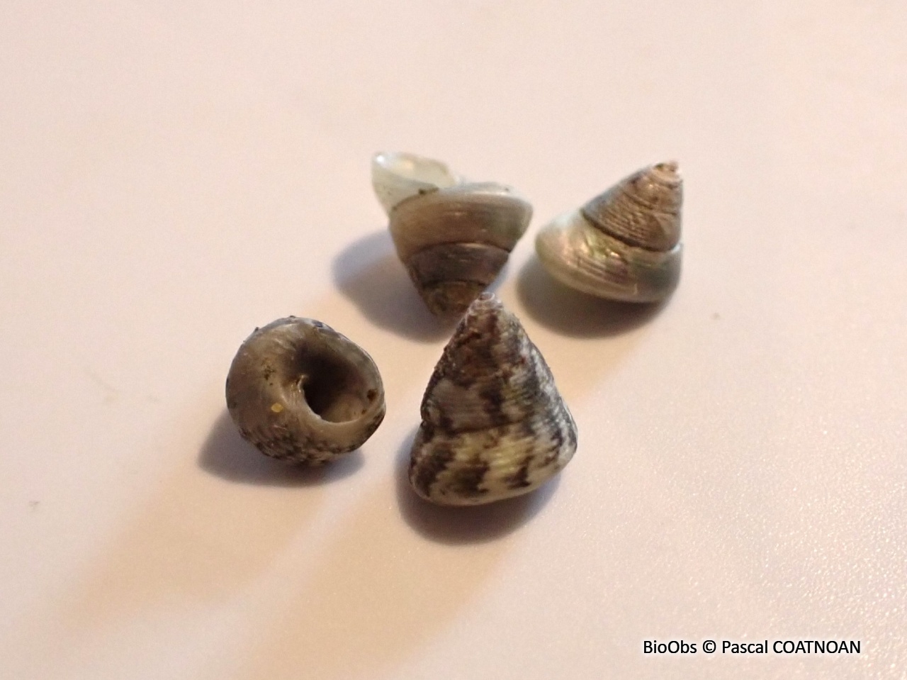 Troque jujube striée - Jujubinus striatus - Pascal COATNOAN - BioObs