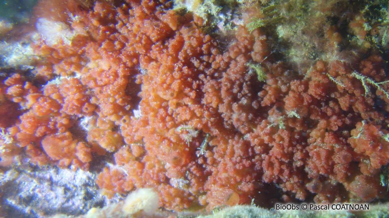 Oscarelle rouge - Aplysilla rubra - Pascal COATNOAN - BioObs