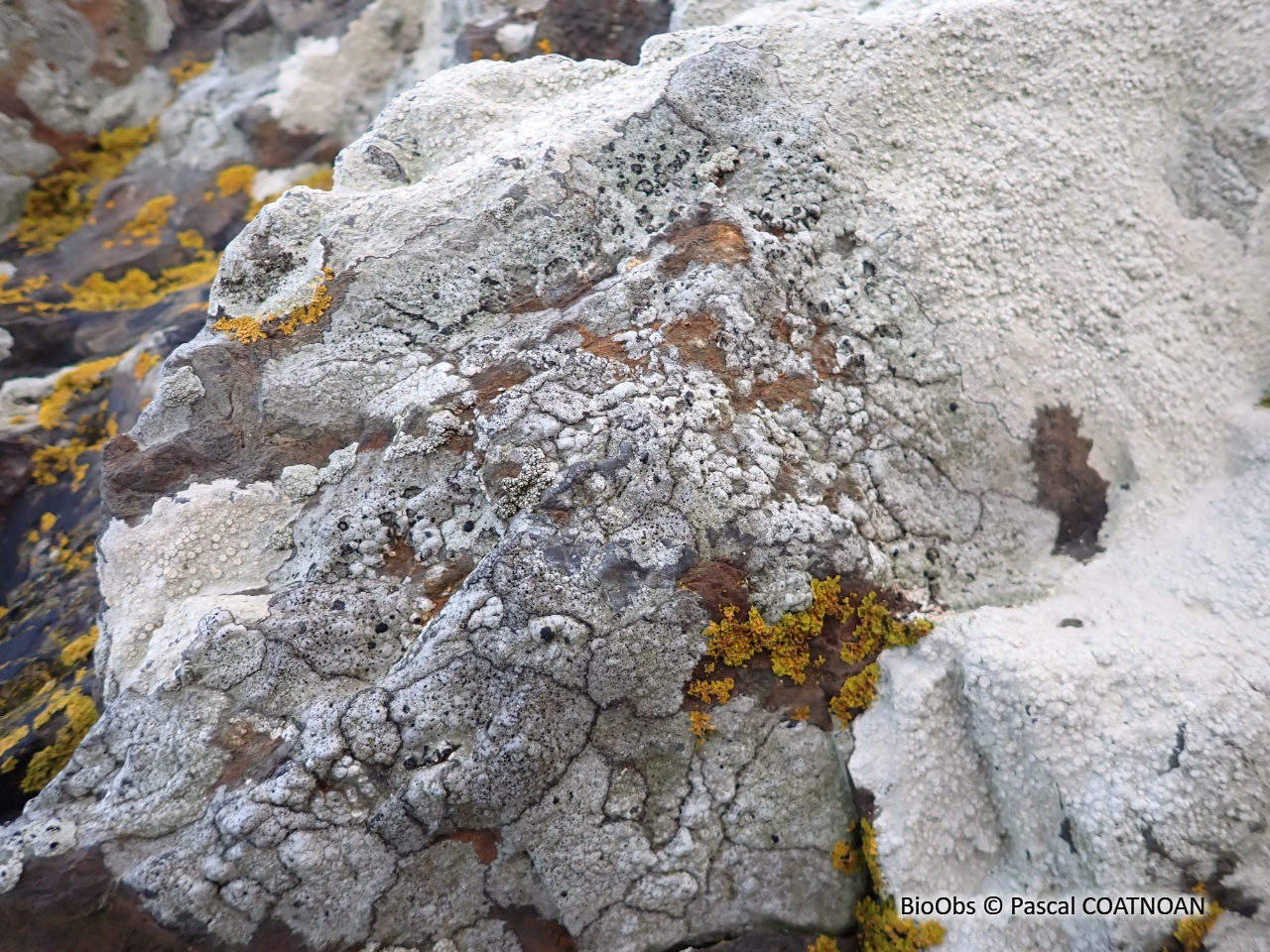 Lichen encroûtant gris - Tephromela atra - Pascal COATNOAN - BioObs