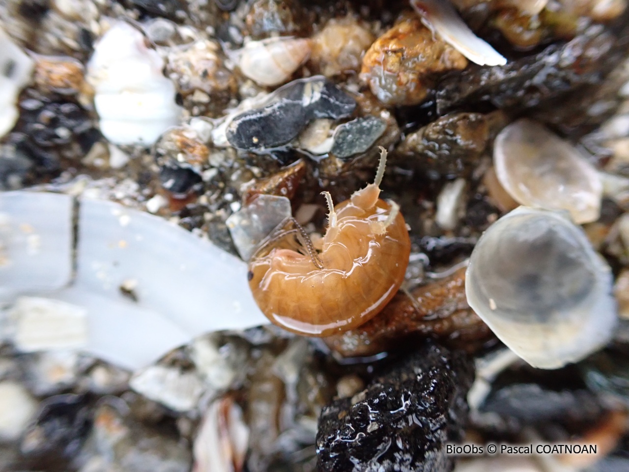Puce de mer - Talitrus saltator - Pascal COATNOAN - BioObs