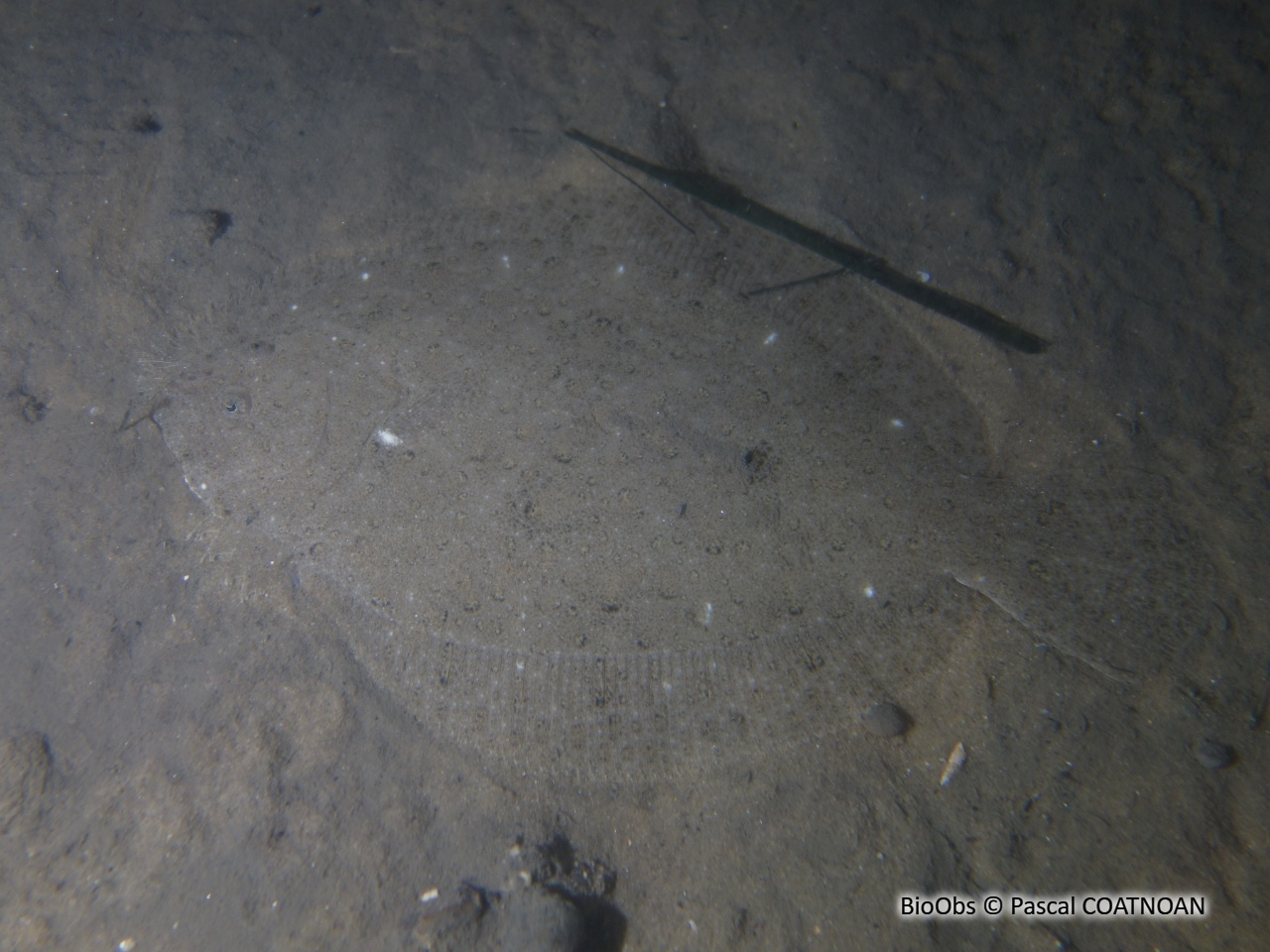 Barbue - Scophthalmus rhombus - Pascal COATNOAN - BioObs