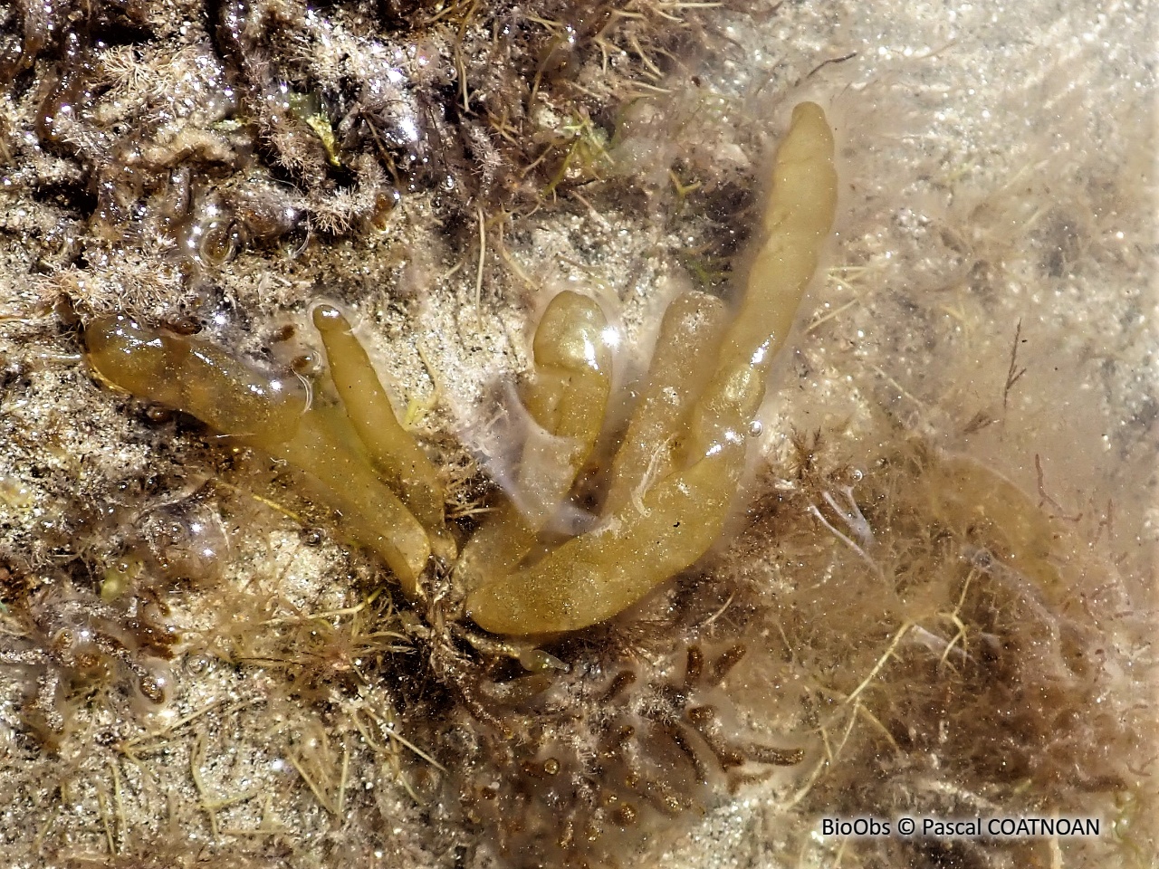 Asperococcus bullosus - Asperococcus bullosus - Pascal COATNOAN - BioObs