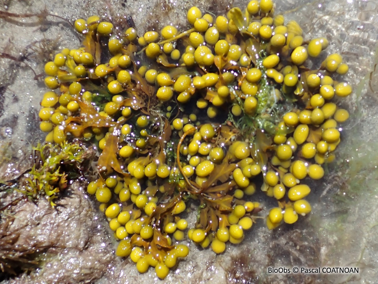 Fucus spiralé - Fucus spiralis - Pascal COATNOAN - BioObs