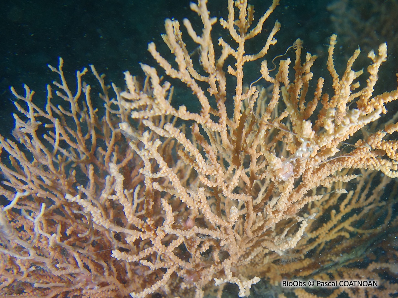 Gorgone verruqueuse - Eunicella verrucosa - Pascal COATNOAN - BioObs