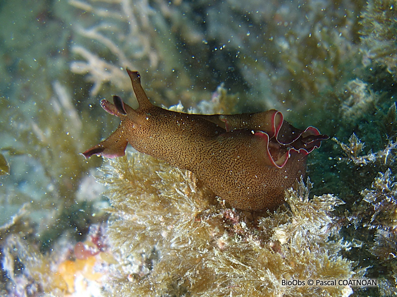 Lièvre de mer moucheté - Aplysia punctata - Pascal COATNOAN - BioObs