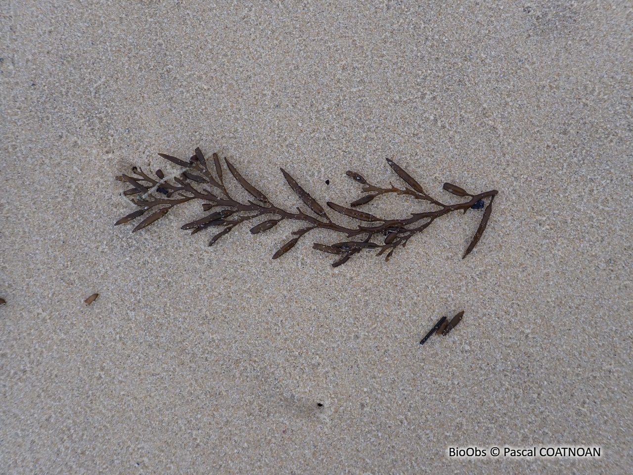 Queue de poulain - Halidrys siliquosa - Pascal COATNOAN - BioObs