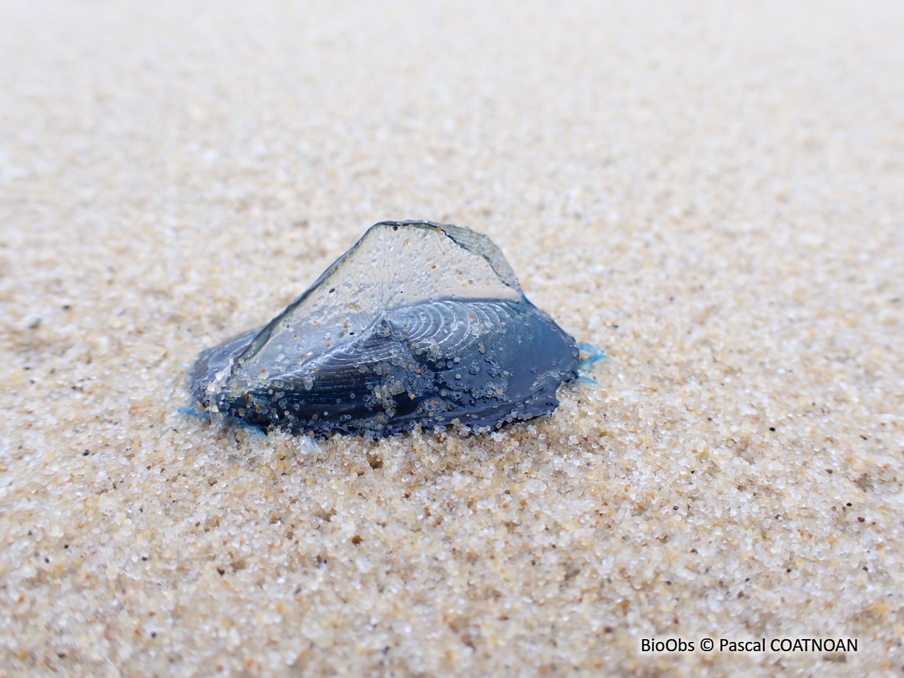 Vélelle - Velella velella - Pascal COATNOAN - BioObs