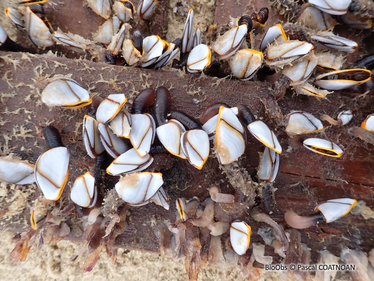 Anatife Commun - Lepas (Anatifa) anatifera - Pascal COATNOAN - BioObs