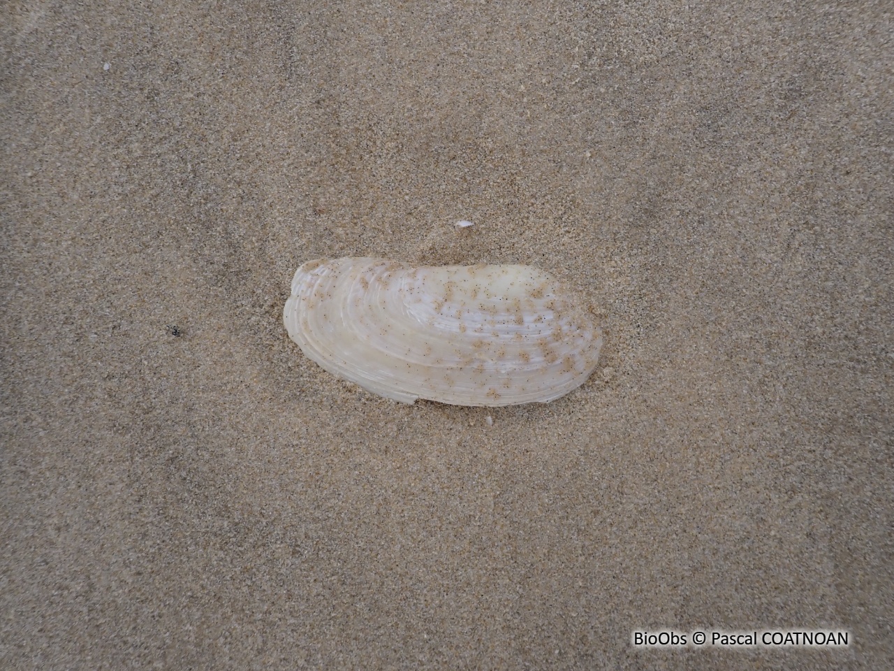 Grande lutraire - Lutraria oblonga - Pascal COATNOAN - BioObs