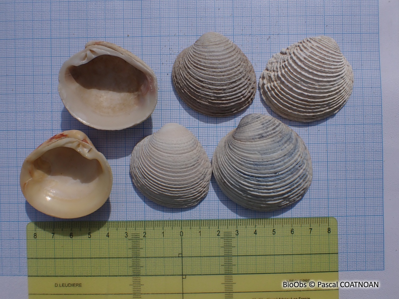 Praire commune - Venus verrucosa - Pascal COATNOAN - BioObs