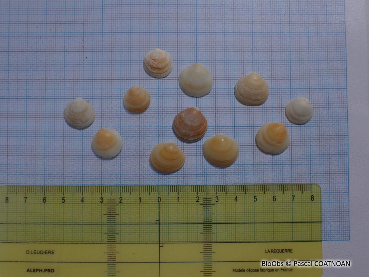 Dosine en porcelaine - Dosinia lupinus - Pascal COATNOAN - BioObs