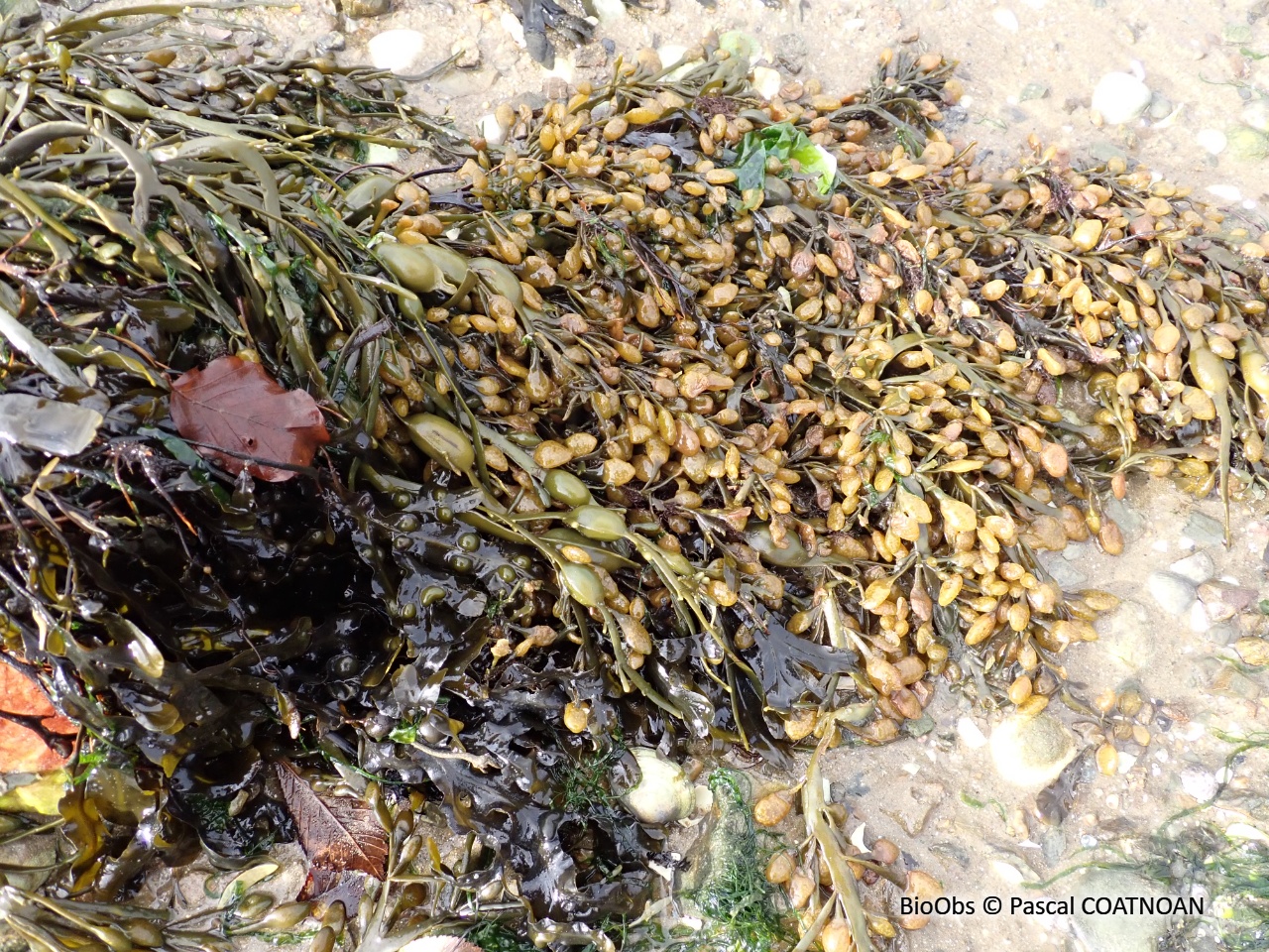 Ascophylle - Ascophyllum nodosum - Pascal COATNOAN - BioObs