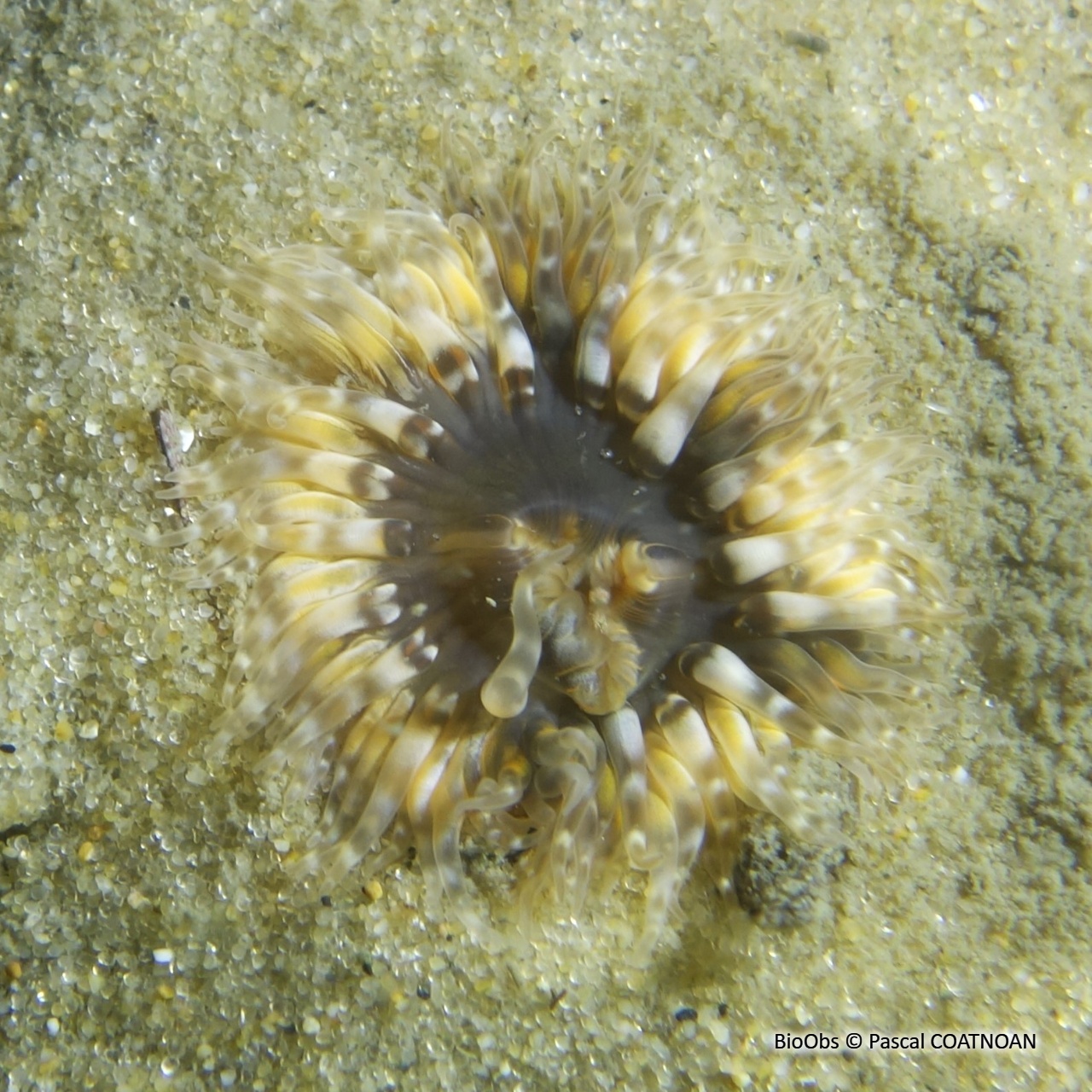 Sagartie des vases - Cylista troglodytes - Pascal COATNOAN - BioObs