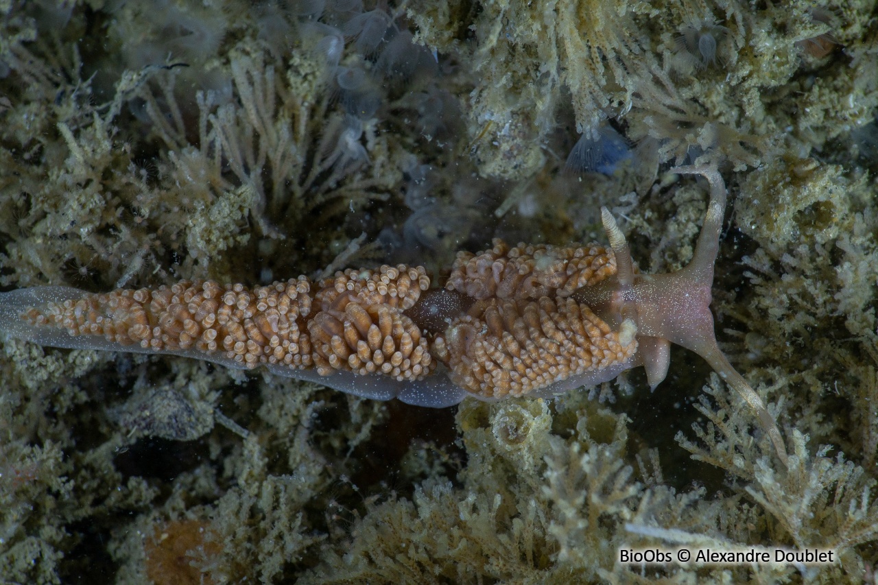 Limace à bigoudis - Spurilla neapolitana - Alexandre Doublet - BioObs