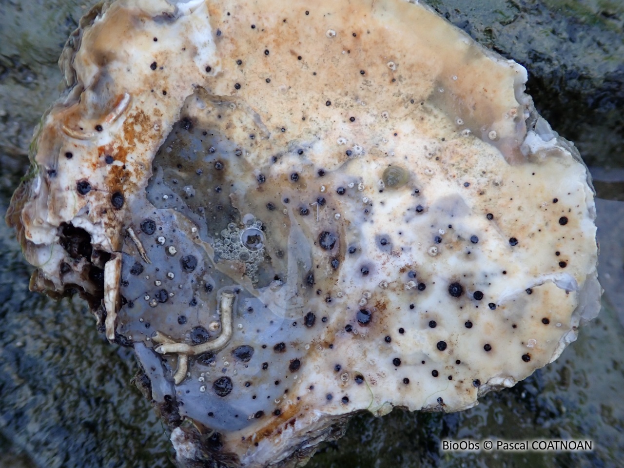 Lichen marin à pois noirs - Collemopsidium sublitorale - Pascal COATNOAN - BioObs