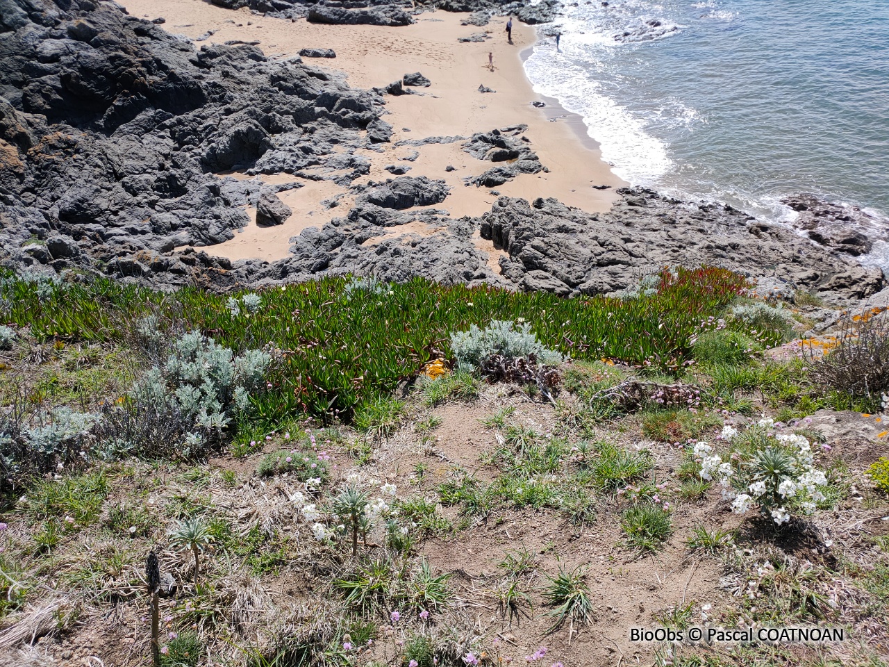 Griffes de sorcière - Carpobrotus edulis / acinaciformis et leur hybride - Pascal COATNOAN - BioObs