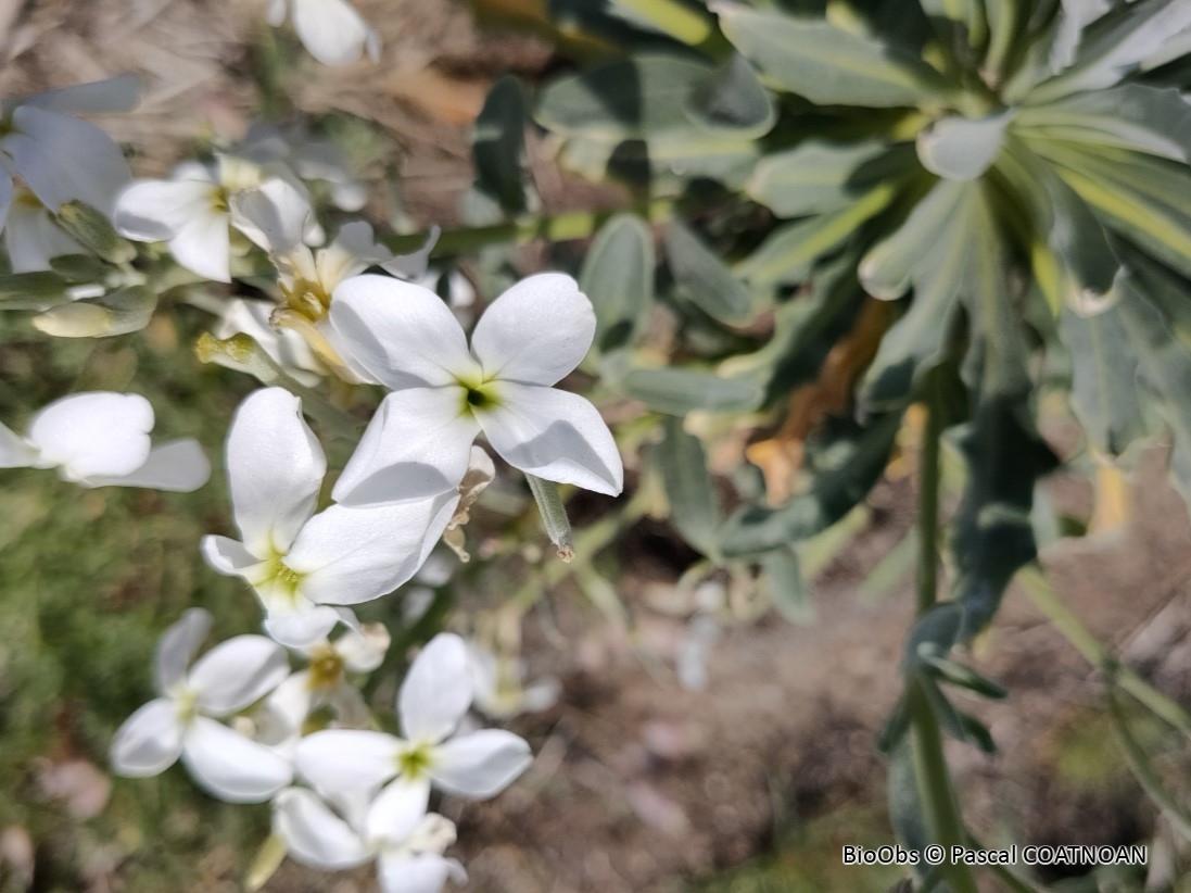 Giroflée des jardins - Matthiola incana - Pascal COATNOAN - BioObs