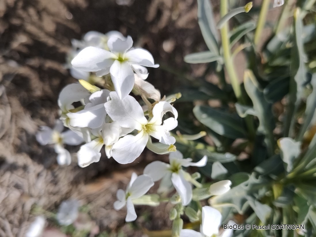 Giroflée des jardins - Matthiola incana - Pascal COATNOAN - BioObs