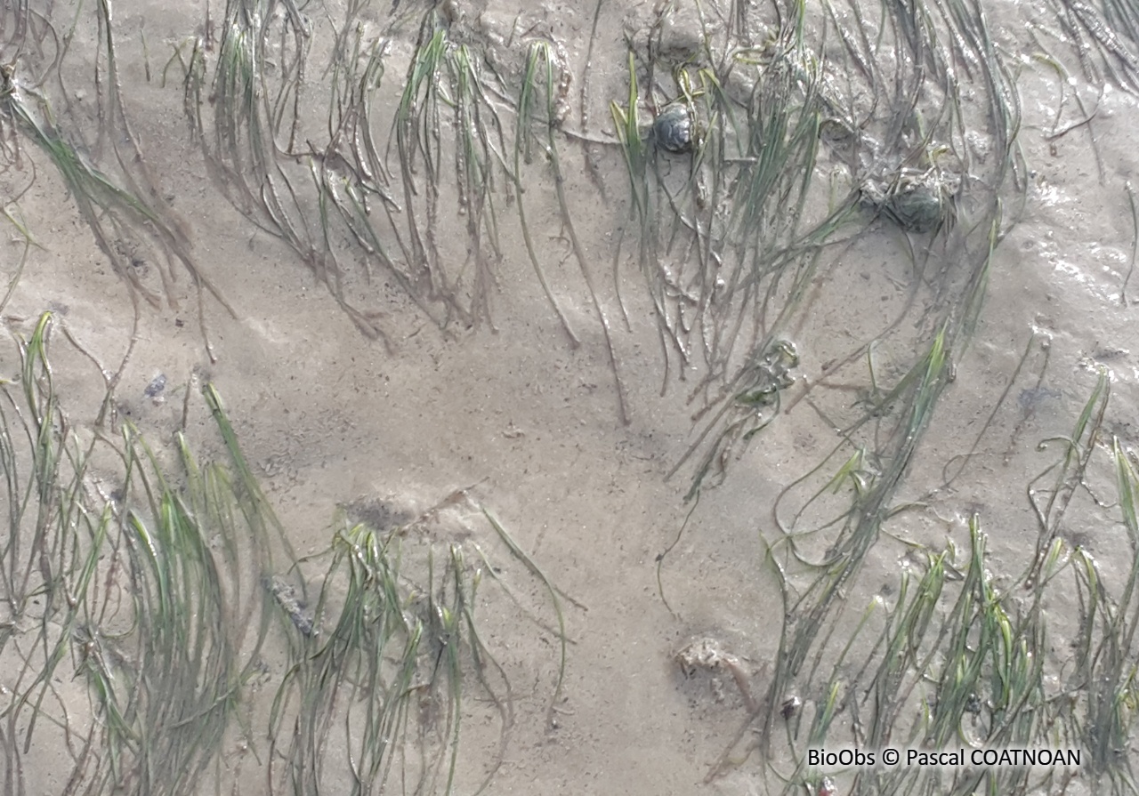 Zostère naine - Zostera (Zosterella) noltei - Pascal COATNOAN - BioObs