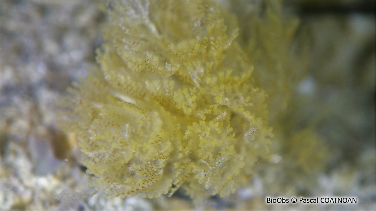 Bugule plumeuse - Crisularia plumosa - Pascal COATNOAN - BioObs