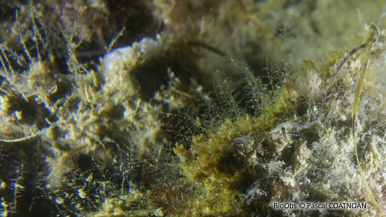 Plumulaire - Aglaophenia tubiformis - Pascal COATNOAN - BioObs