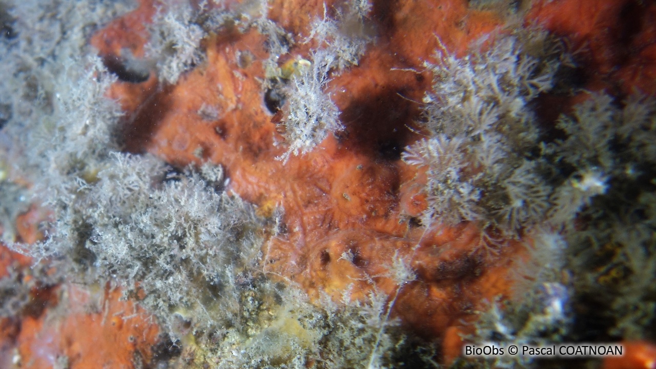 Eponge encroûtante rouge sang - Clathria (Microciona) atrasanguinea - Pascal COATNOAN - BioObs