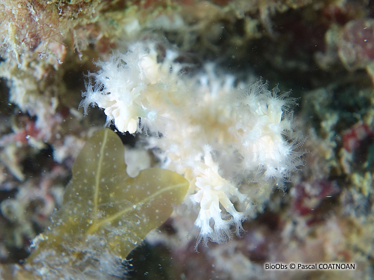Petit alcyon rose - Alcyonium hibernicum - Pascal COATNOAN - BioObs
