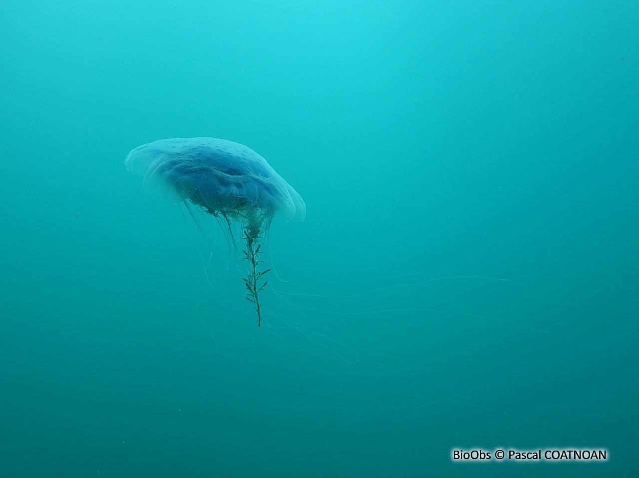 Cyanée de Lamarck - Cyanea lamarckii - Pascal COATNOAN - BioObs