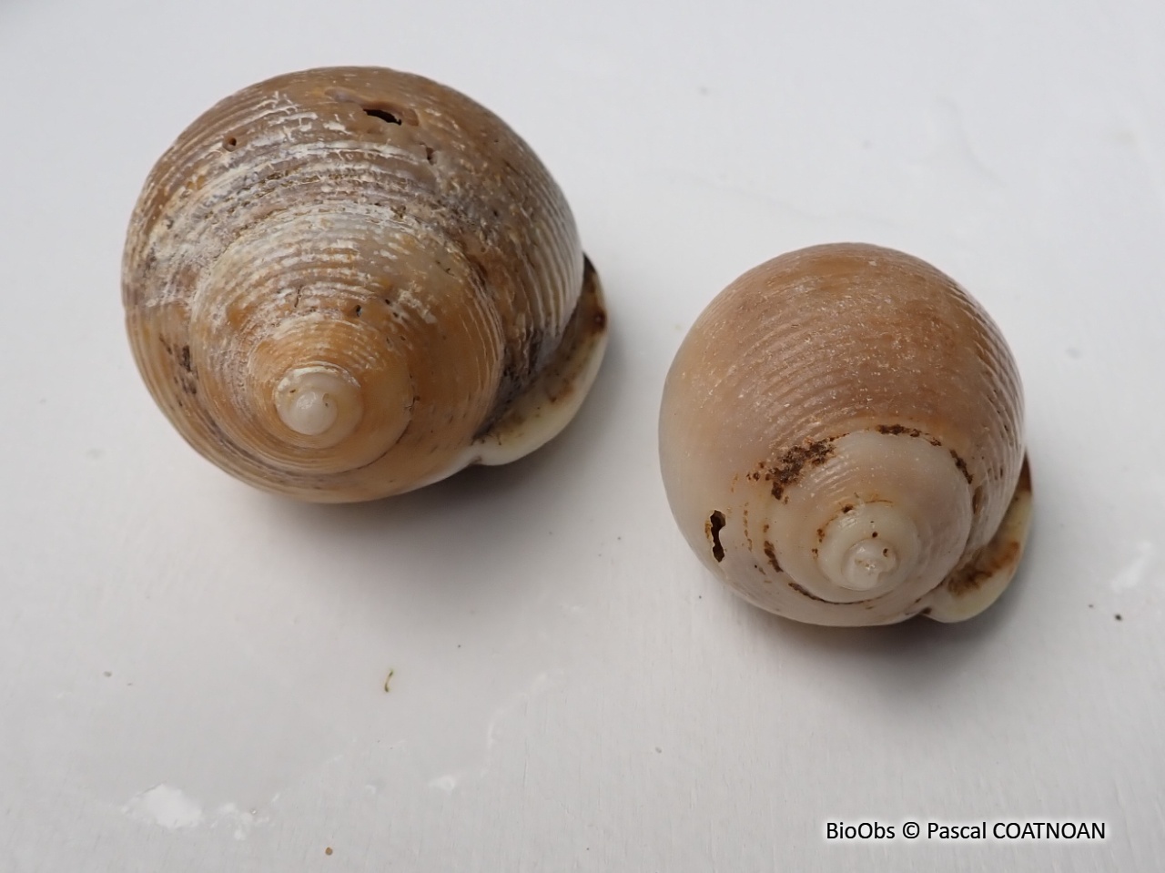 Casque saburon - Semicassis saburon - Pascal COATNOAN - BioObs