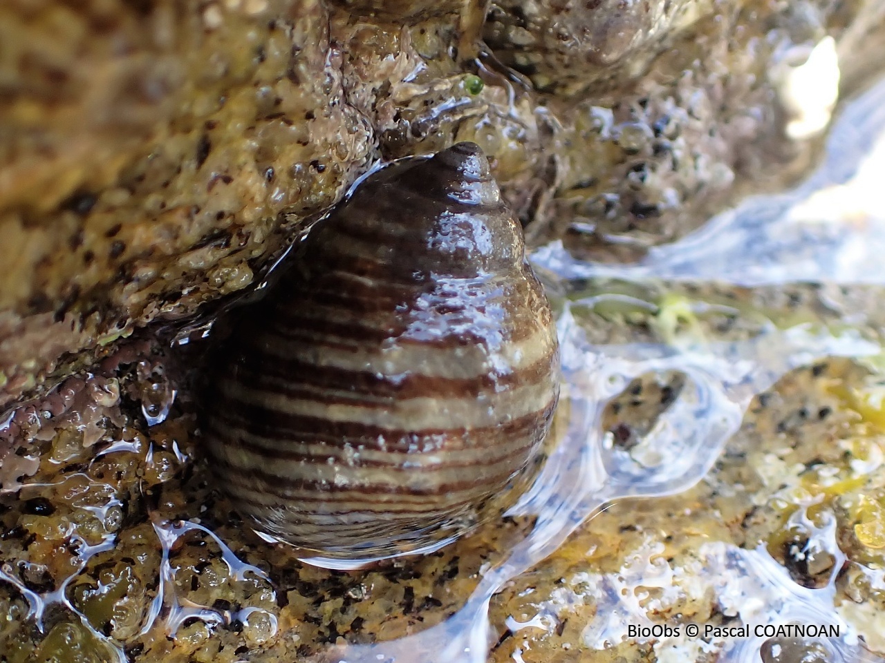 Bigorneau - Littorina littorea - Pascal COATNOAN - BioObs