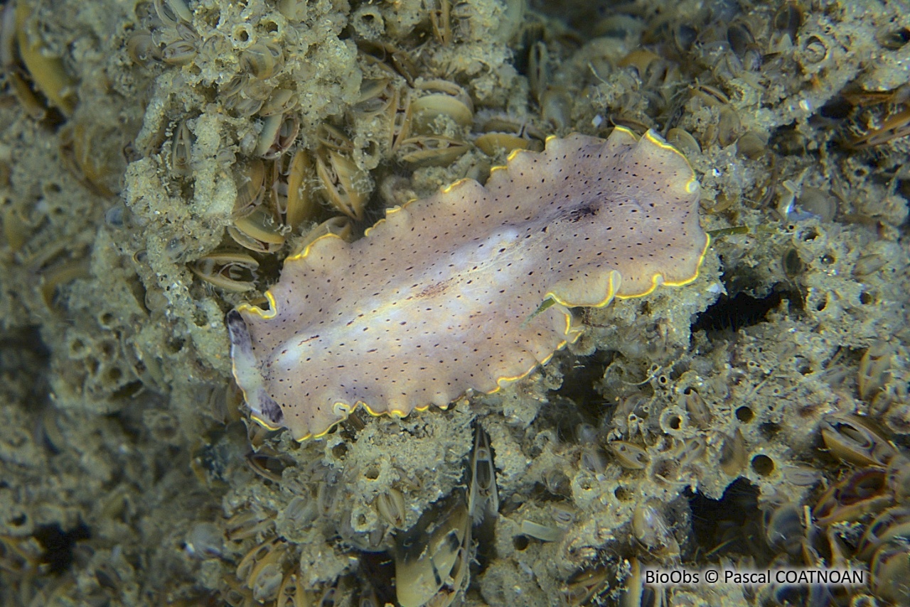 Planaire tachetée - Prostheceraeus moseleyi - Pascal COATNOAN - BioObs