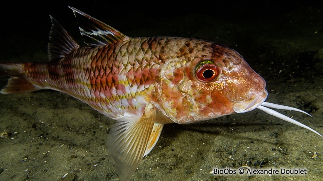 Rouget de roche - Mullus surmuletus - Alexandre Doublet - BioObs