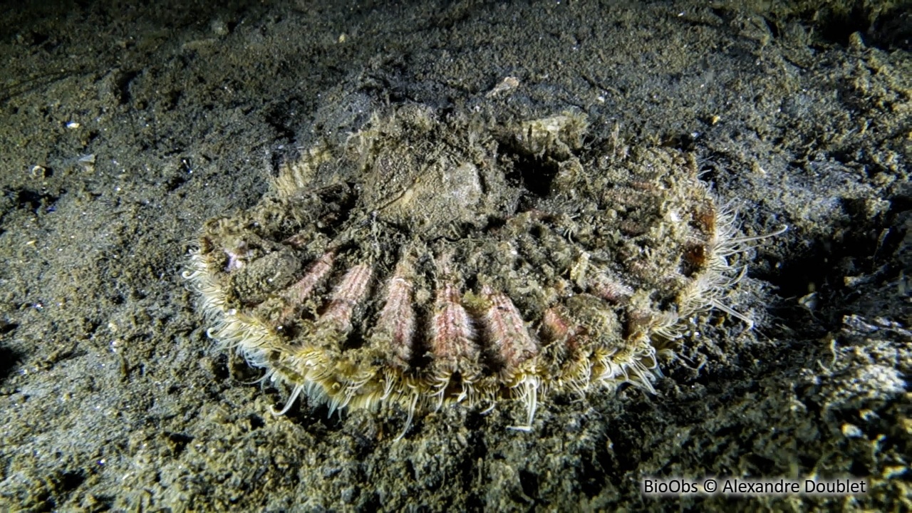 Coquille Saint-Jacques de l'Atlantique - Pecten maximus - Alexandre Doublet - BioObs