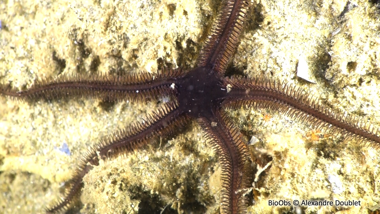 Ophiure noire - Ophiocomina nigra - Alexandre Doublet - BioObs